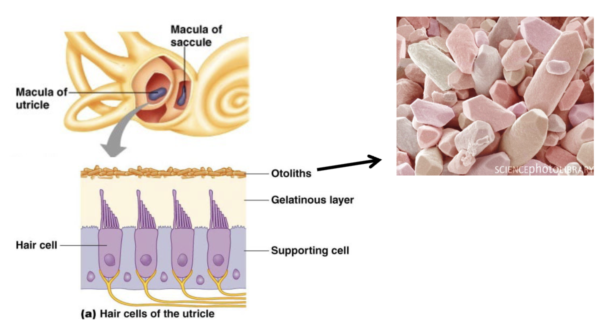 <p>utricle; saccule; otolithic membranes</p><p>x+y movement (front/back and up/down)</p>