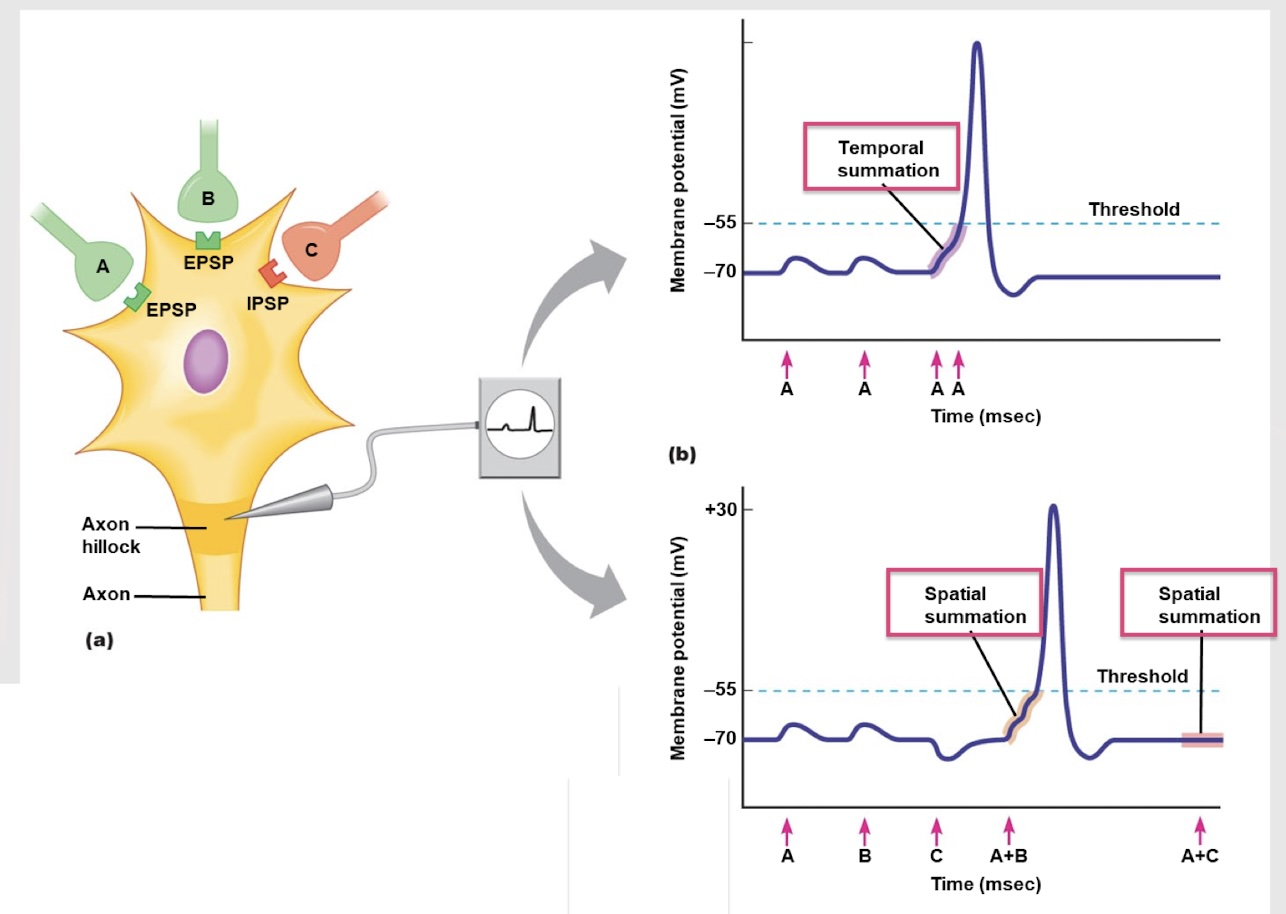 <p>If neurons A and C both fire a signal, which type of summation is at play?</p>