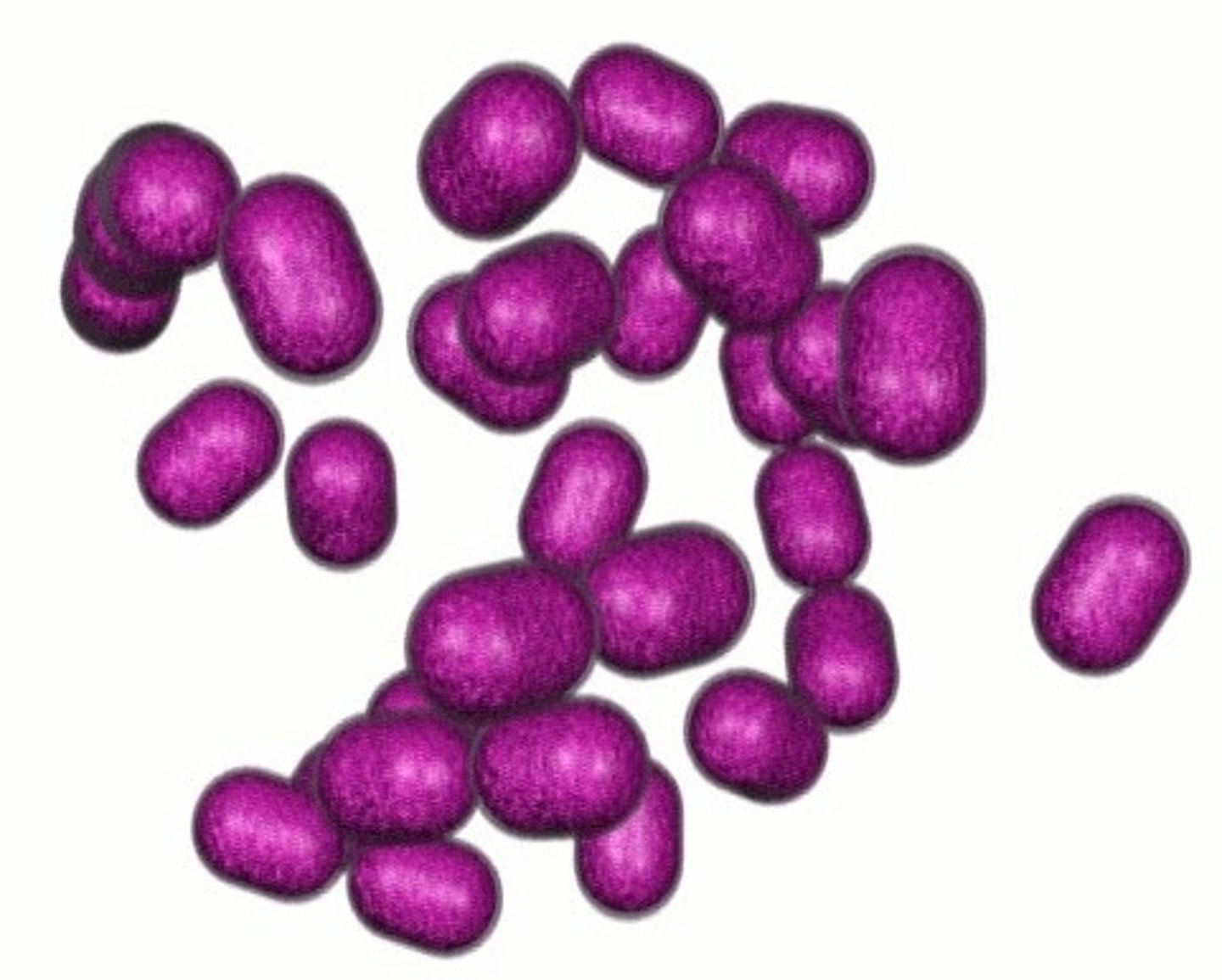 <p>Medium used for the recovery of Bordetella pertussis, known as whooping cough.</p>