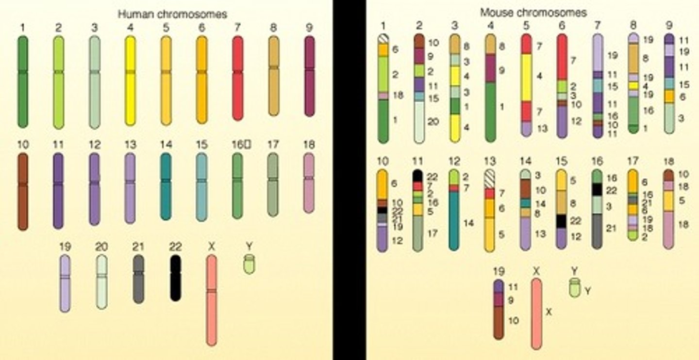 <p>similar DNA (amino acid sequences) among different species from a common ancestor</p>