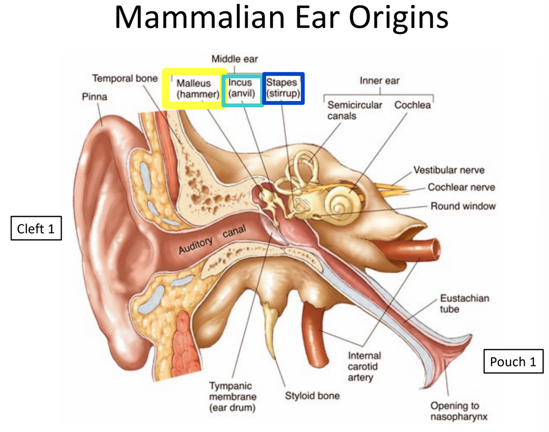 <p>Mammalian ear origins</p>