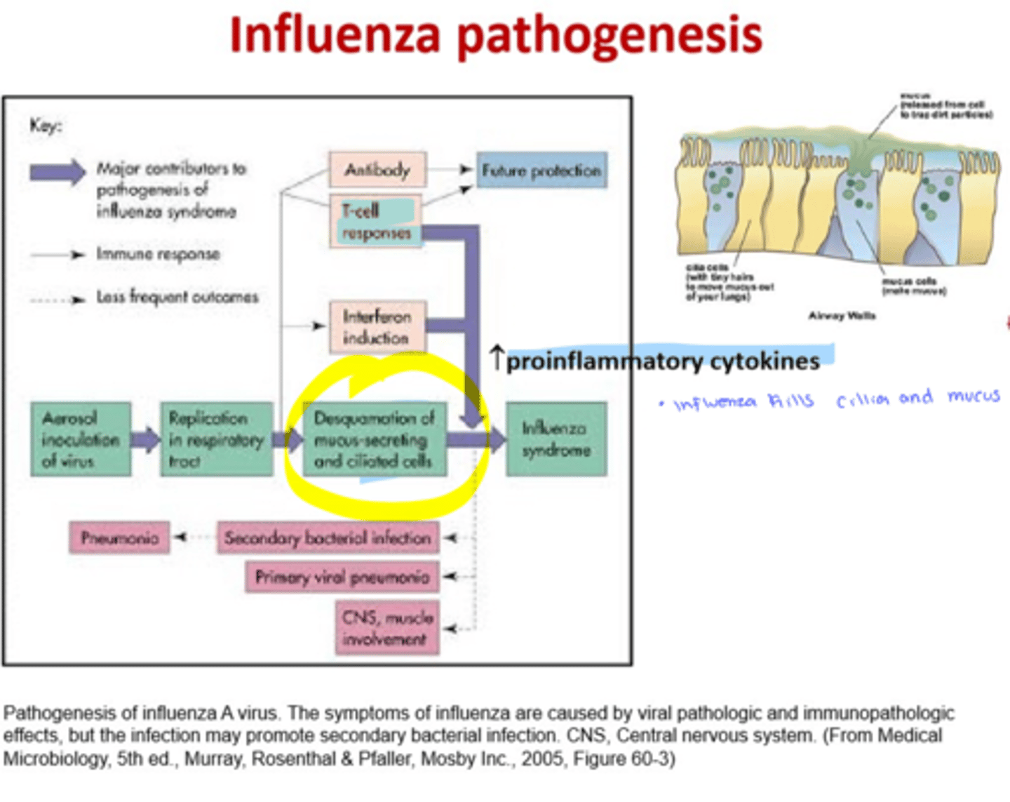 <p>- Enters via respiratory route</p><p>- Virus causes damage to the epithelial cells of lung</p><p>- Flu patients are susceptible to secondary bacterial infections</p><p>- 1% mortality, usually the very young and very old</p>