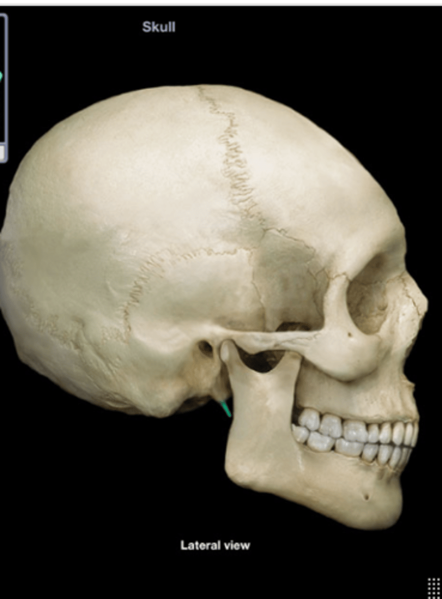 <p>Pointed projection of the temporal bone.</p>