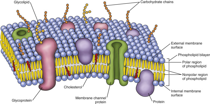 <p>carbohydrates are attached to the exterior of the cell</p>