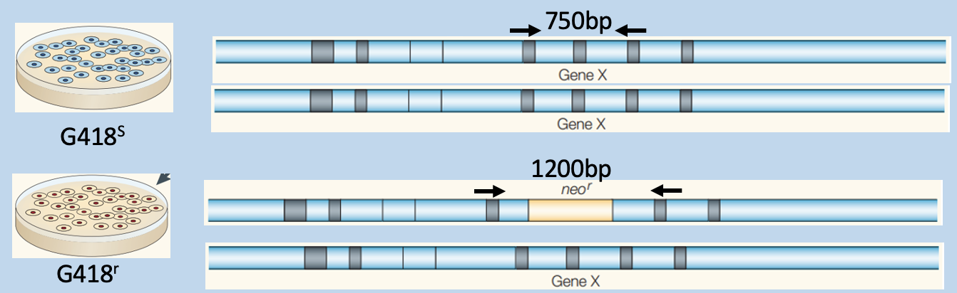 <p>Predict outcome of genotyping</p>