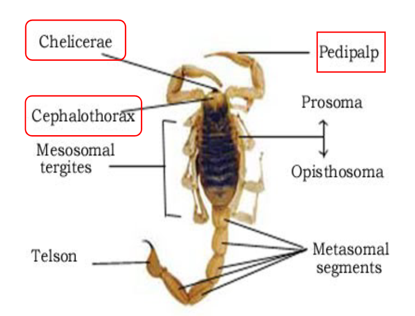 scorpion body plan