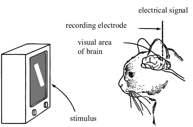 <p><strong><u>Vision (Mod 18)</u></strong></p><p>Nerve cells in the occipital lobe’s visual cortex respond to specific features of the stimulus. Such as shape, angle, or movement. Live in the visual cortex.</p><ul><li><p><strong>Hubel &amp; Wiesel </strong>cat</p></li></ul>