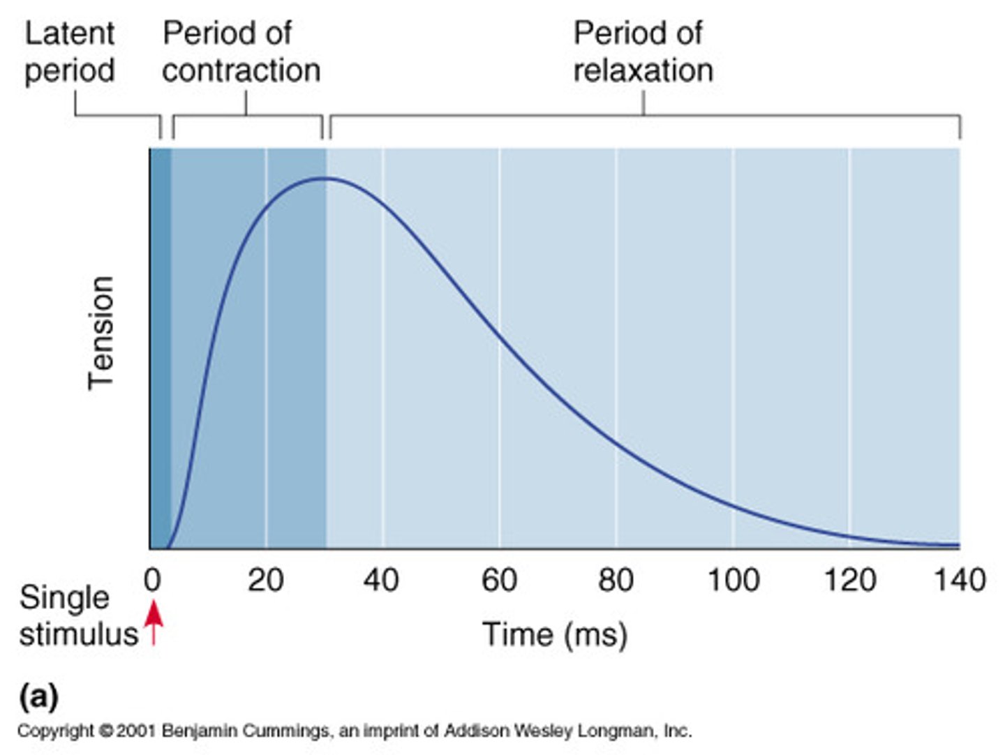 <p>latent period, period of contraction, period of relaxation</p>