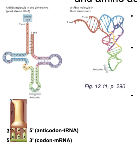<p>2-D cloverleaf and 3-D L-shaped folded RNA molecule from SELF-COMPLEMENTARITY&nbsp;</p>