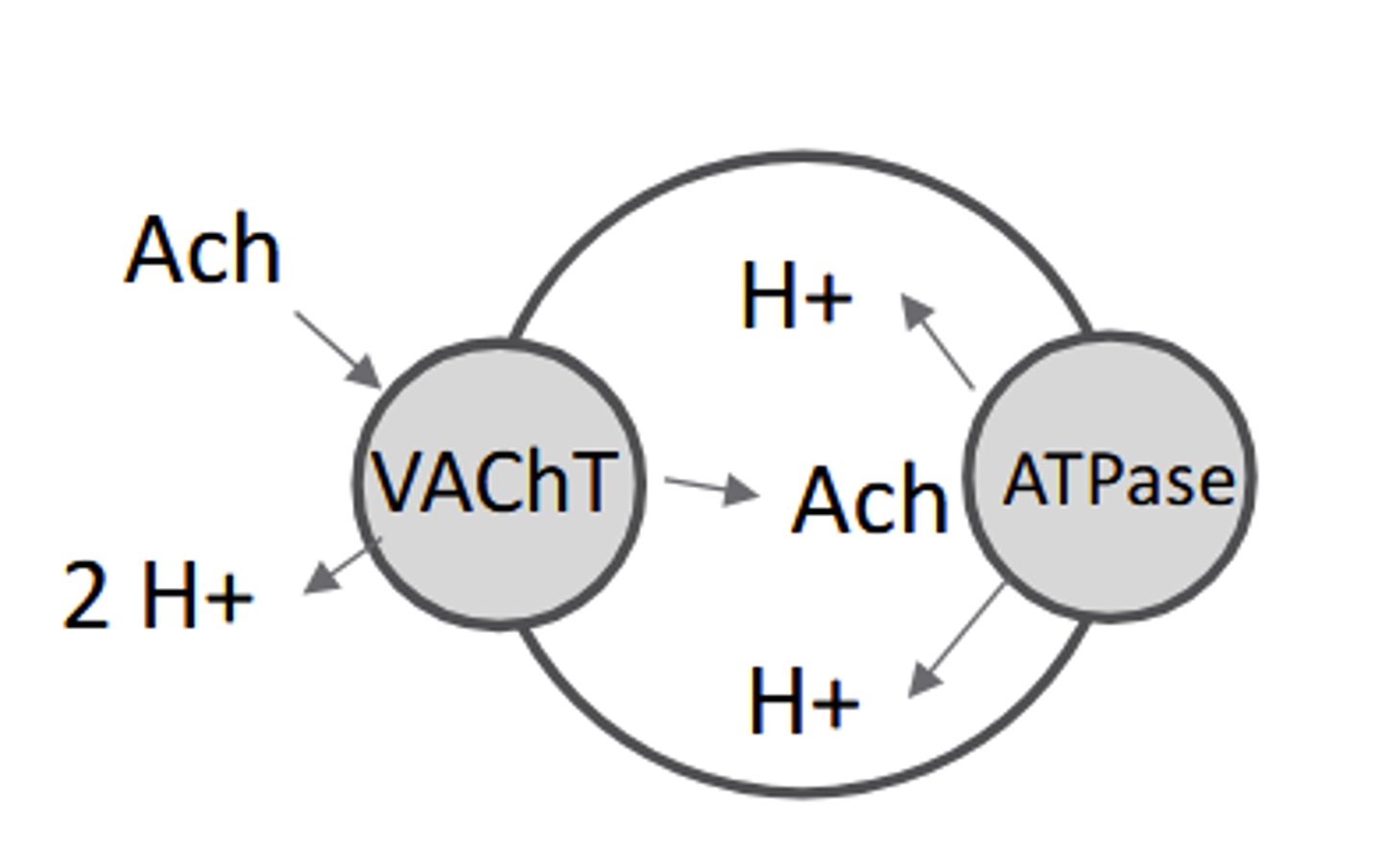 <p>-Presynaptic ACh stored in vesicles by vesicular acetylcholine transporter(VAChT),</p><p>-using ion co-transport to exchange pumped H+ for acetylcholine</p>
