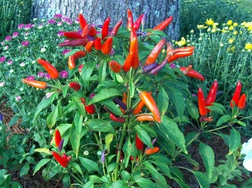 <p>Ornamental Pepper (Solanaceae)</p>