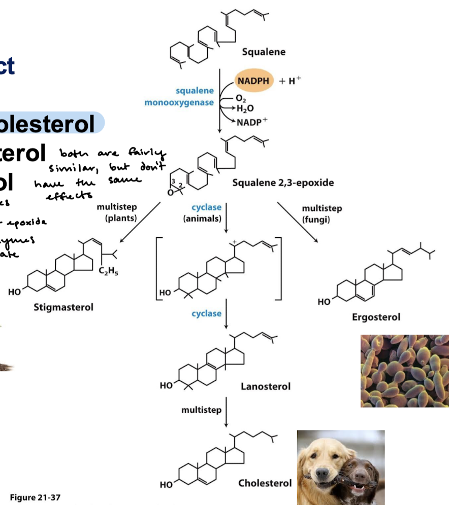 <p>Animal Cells: Cholesterol</p><p>Plants: Stigmasterol</p><p>Fungi: Ergosterol</p>