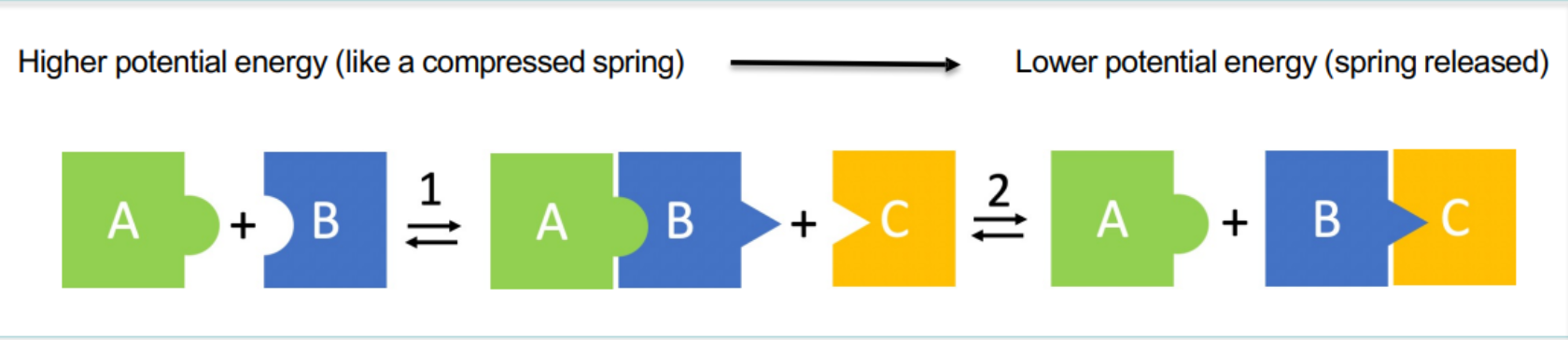 <p>Sequential binding-induced conformational changes provide…</p>