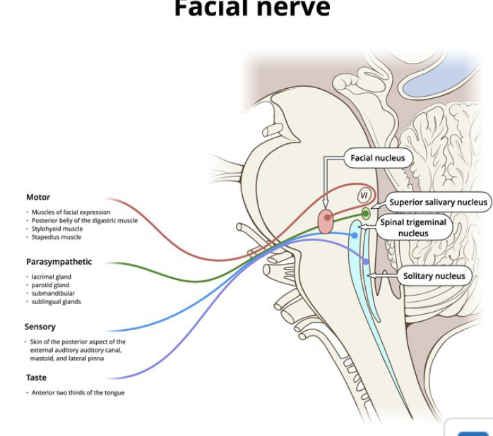 <p>where is facial motor nuceli?</p>