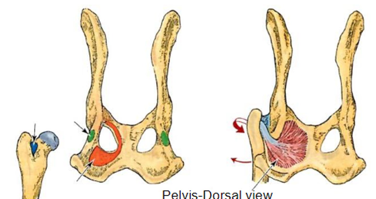 <p>What muscle is shown, acting on the hip joint?</p>