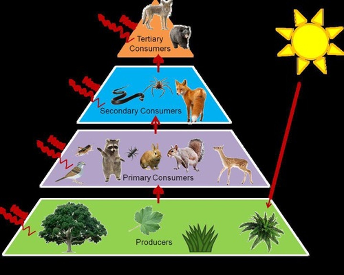 <p>Energy moves unidirectionally from sun to consumers.</p>