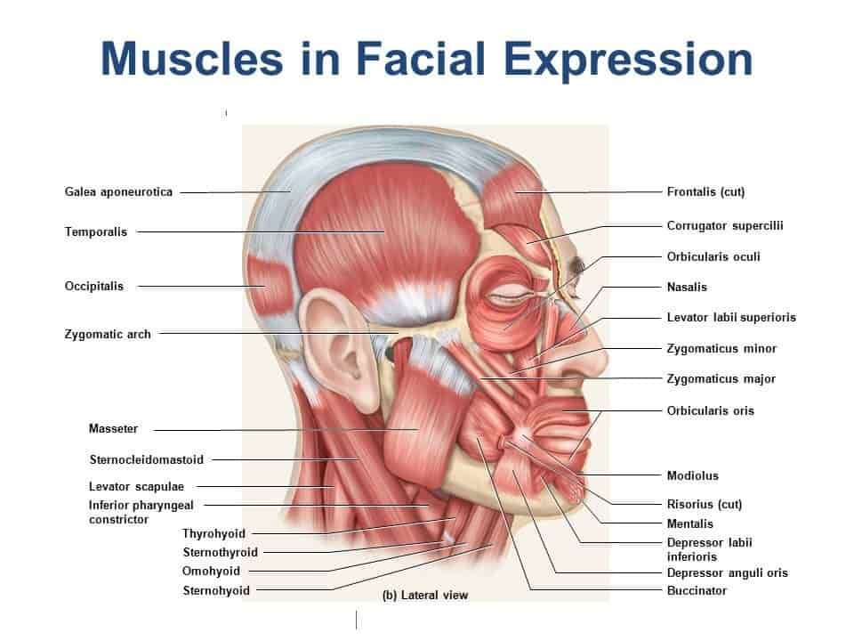 <p>Zygomaticus m</p>