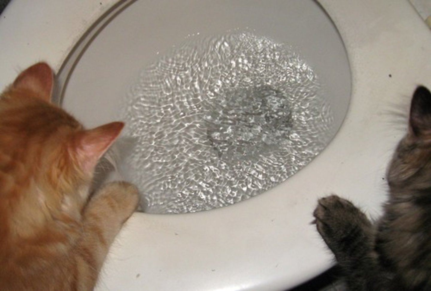 <p>n./v.脸红；奔流；冲洗</p>