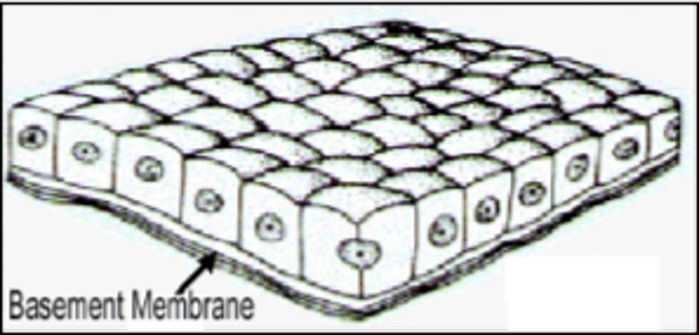 <p>secretion and absorption </p>