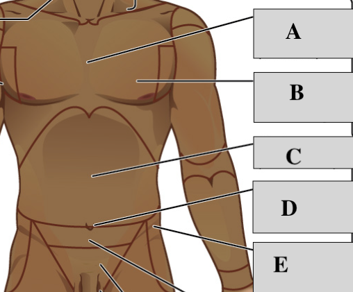 <p>Anterior Trunk (Label) </p>