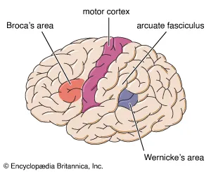 <p>The area of the brain responsible for directing the muscle movements required for speech production.</p>