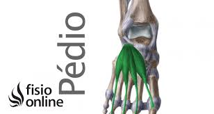 <p>O Músculo pedio</p>