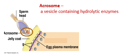 <p>A vesicle containing hydrolytic enzymes found in the sperm head of a sea urchin</p>