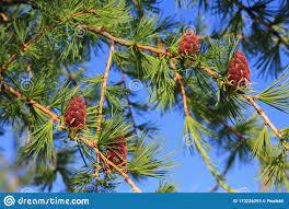siberian larch