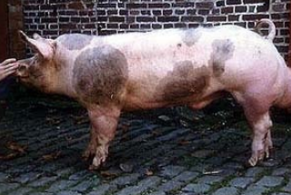 <p><strong>“Muscle pig”</strong> excellent loin, <strong>spots</strong></p>