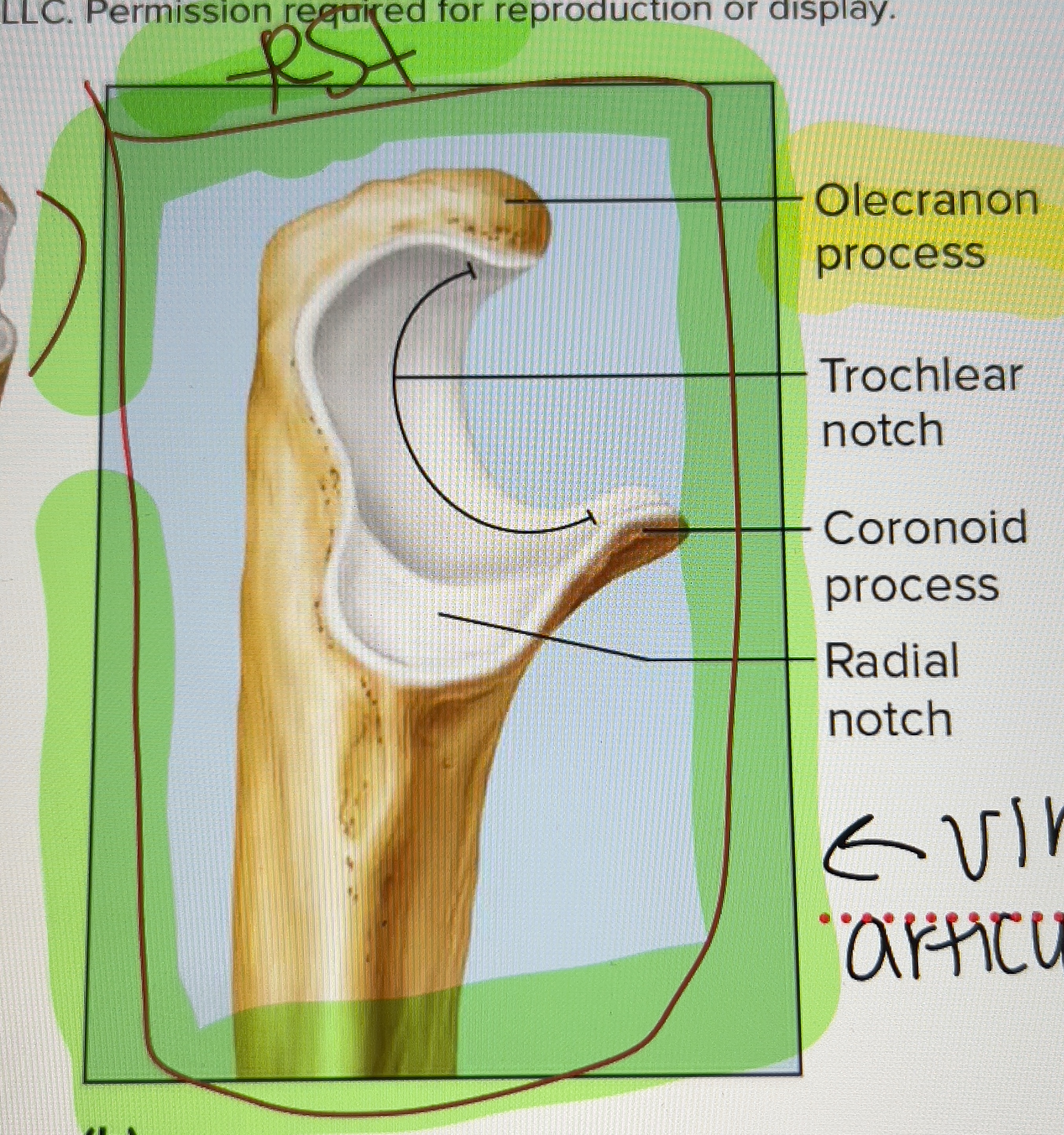 <p>Medial bone of the forearm. Includes the OLECRANON PROCESS which helps straighten the arm; aka “funny bone”. It helps form the elbow and supports forearm movement.</p>