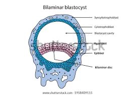 <p>Ending position of embryo in germinal stage, baby is compacted into a disc. </p>
