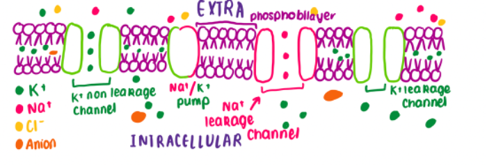 <p><span>determine that the RMP indicates the intracellular environment is more negative than the extracellular environment</span></p><p class="MsoNormal"><span>Value= -70mv (millivolts)</span></p>