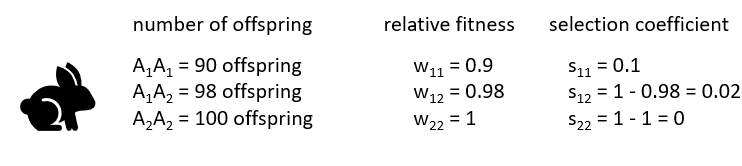 <p>In an example with rabbits, fitness is measured by comparing the number of offspring produced by each genotype. The most successful genotype (A₂A₂, producing 100 offspring) is assigned a relative fitness of <strong>1</strong>. Other genotypes are scaled relative to it: A₁A₁ has fitness <strong>0.9</strong> (90/100) and A₁A₂ has fitness <strong>0.98</strong> (98/100). </p><p>The <strong>selection coefficient</strong> shows how strongly each genotype is selected against: 0.1 for A₁A₁, 0.02 for A₁A₂, and 0 for A₂A₂. Since selection acts more strongly against genotypes carrying the A₁ allele, the <strong>A₂ allele is expected to increase in frequency over time</strong>.</p>