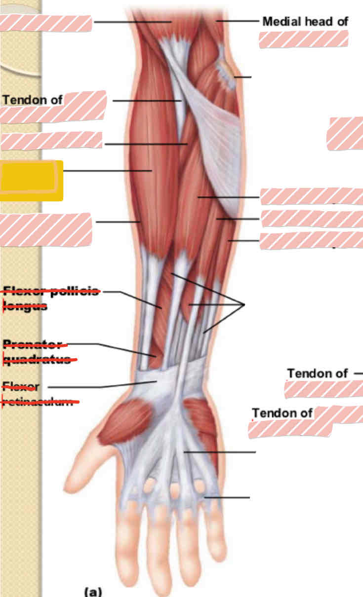 <p>Anterior arm</p>