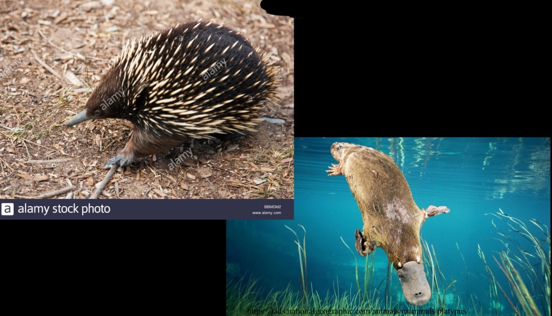 <p>egg-laying animals; duck-billed platypus and echidnas</p>
