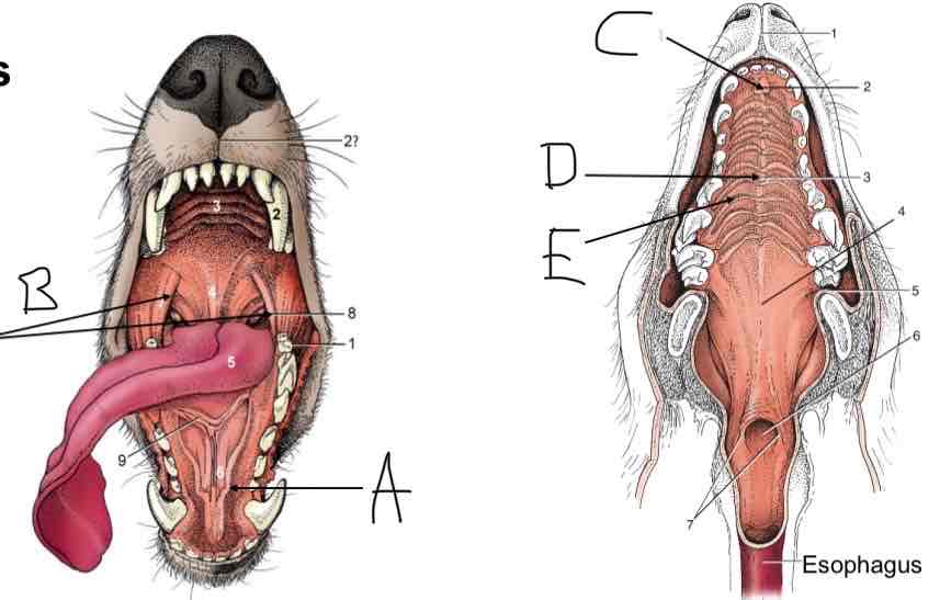 <p> (B)</p>
