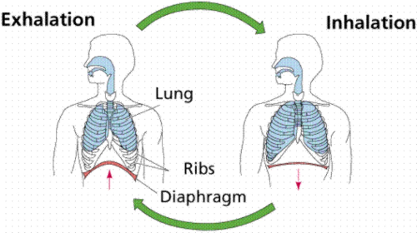 <p>The movement of air in and out of the lungs in response to muscular action that changes the volume and internal pressure of the thorax or chest, needed to efficiently regulate the exchange of oxygen and carbon dioxide</p>