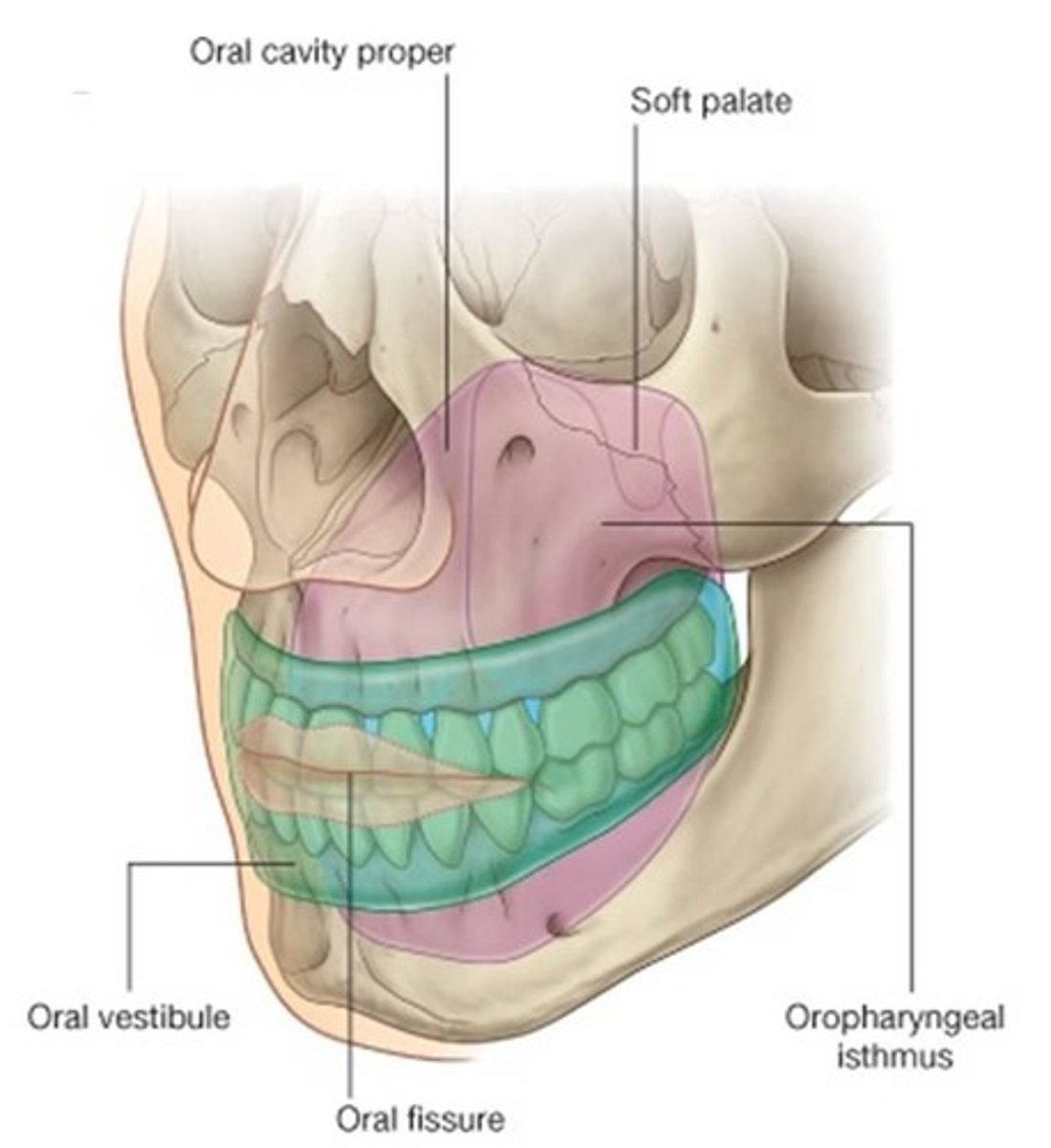 <p>1. Oral Vestibule - space that exists between the lips/cheeks and the teeth</p><p>2. Oral Cavity Proper - area surrounded by the teeth back to the palatine tonsils</p>