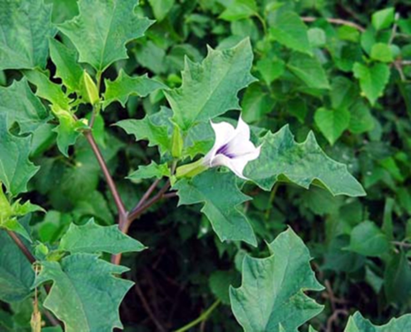 <p>parasympatholytic drops like tropicamide = inhibits constriction = fixed to light</p><p>sympathomimetic drops like phenylephrine = promotes dilation = still some constriction</p><p>Jimson weed alkaloid ingested = causes atropine intoxication = "corn pickers pupil"</p><p>denervation supersensitivity</p>