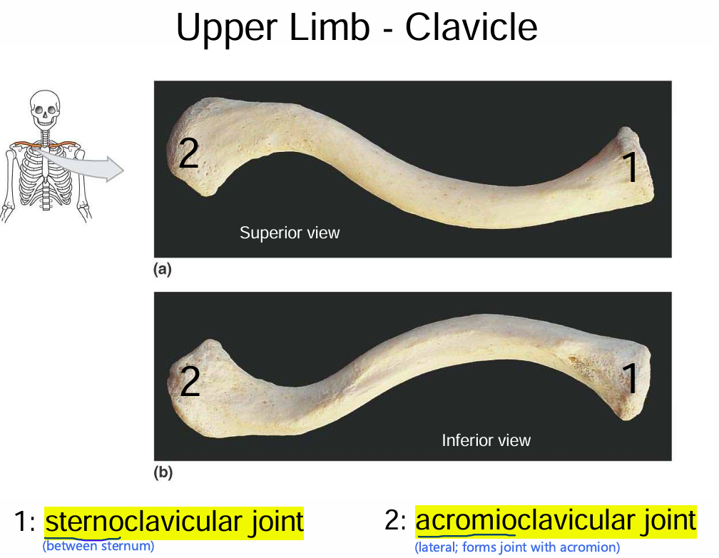 <p><span><span>Sternoclavicular joint (medial; between sternum). </span></span></p><p><span><span>Acromioclavicular joint (lateral; forms joint with amnion).</span></span></p>