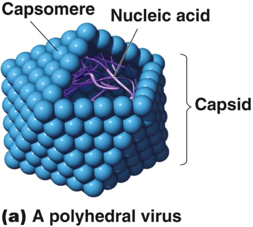 viruses with a polyhedral capsid with 20 triangular facets
