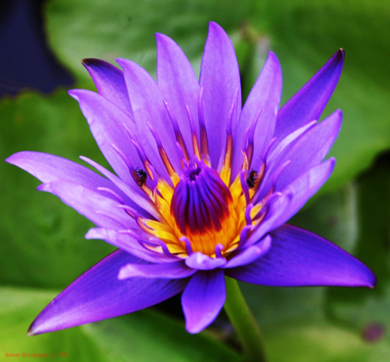 <p>flower</p>