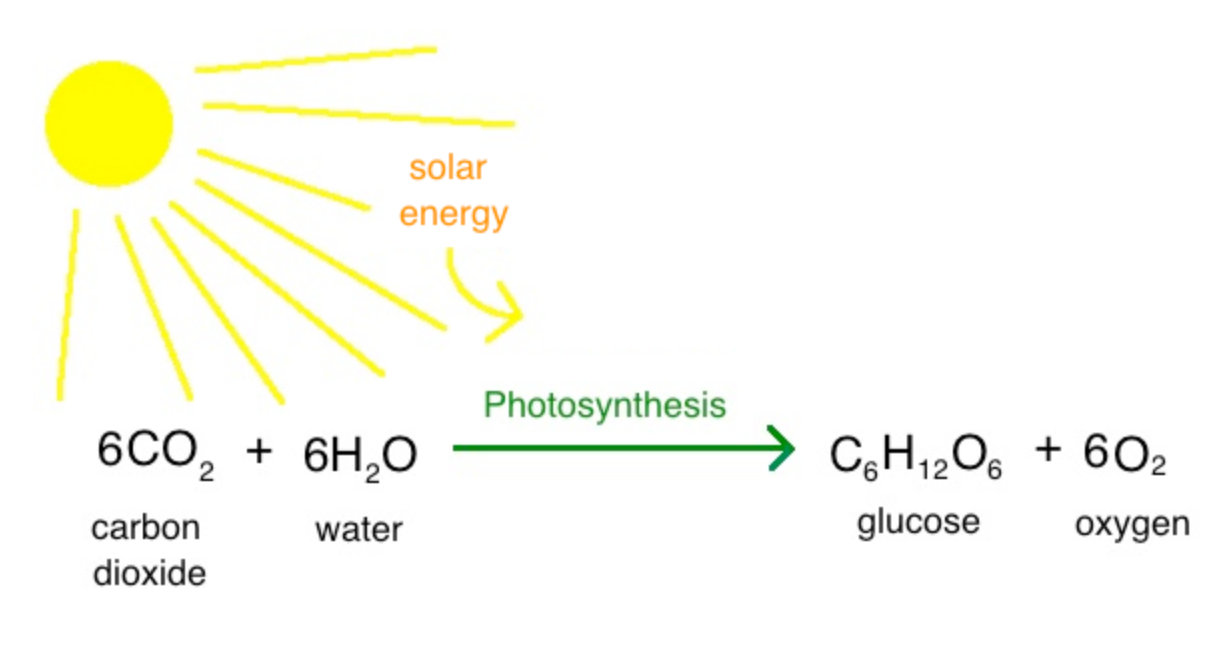 <p>A chemical reaction that converts <strong>carbon dioxide </strong>and <strong>water </strong>into <strong>sugar (stored energy)</strong> and <strong>oxygen</strong></p>