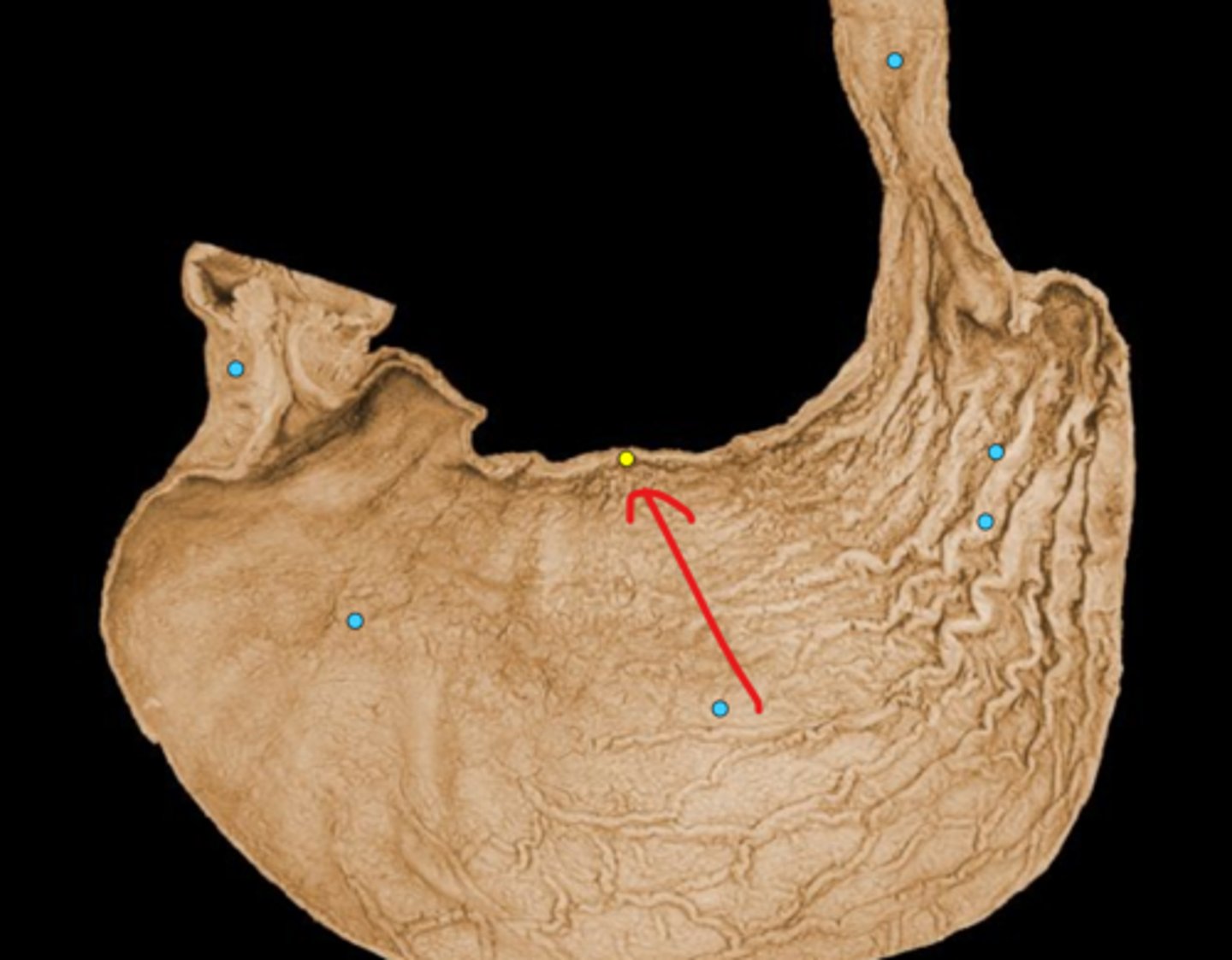 knowt flashcard image