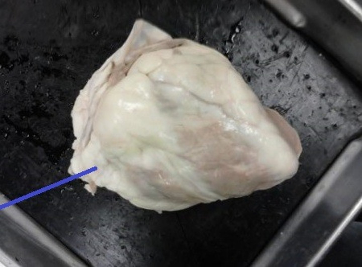 <p>Identify the structure.</p>