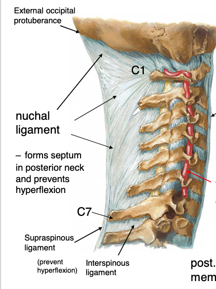 <p>nuchal ligament</p>