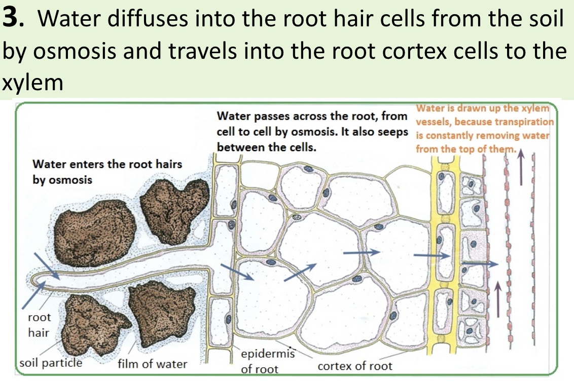 <p>Water <strong>diffuses</strong> into the root hair cells from the soil by <strong>osmosis</strong> &amp; travels into the <strong>root cortex cells</strong> to the <strong>xylem</strong></p><p>high concentration of minerals <span>→ low water potential → water more attracted to diffuse via osmosis</span></p>