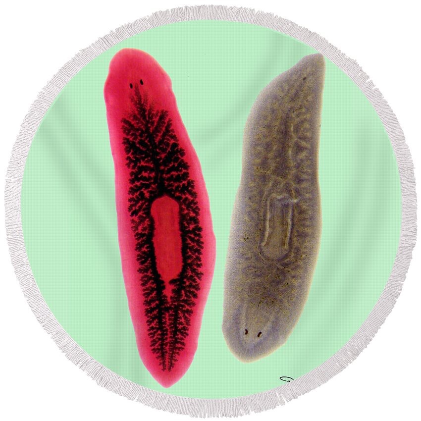 <ol><li><p>What is the name of this organism?</p></li><li><p>Which phylum does it belong to?</p></li><li><p>Which class is it in?</p></li></ol><p></p>