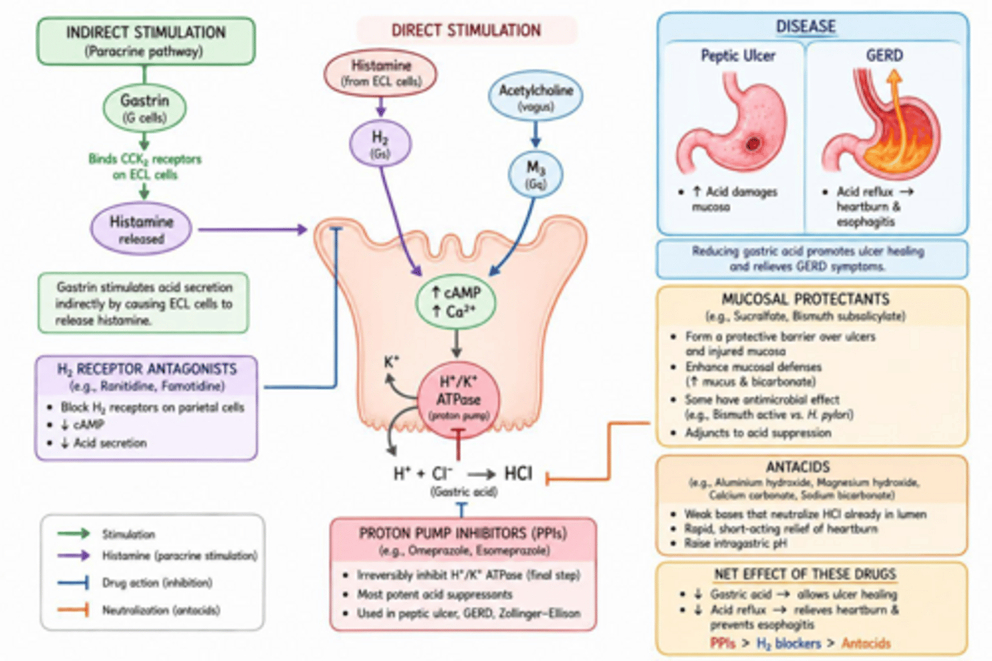 <p>Reduce gastric acid secretion, increase mucosal resistance, or kill pathogens (H. pylori).</p>