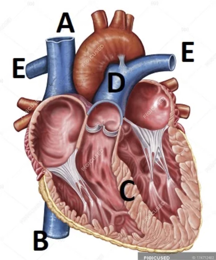 <p>Which structure is located at “C?”</p>